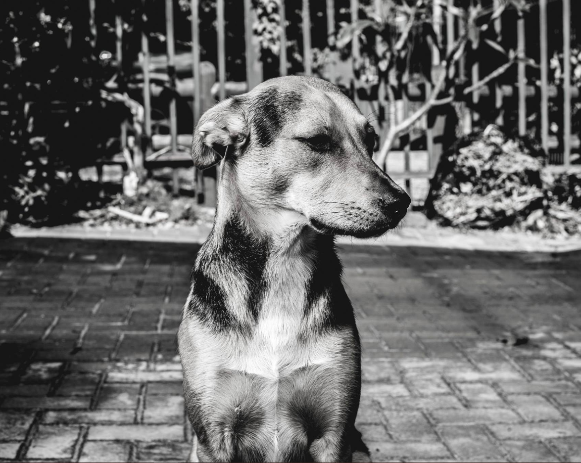 Baronnashor, a dog posing to the side.