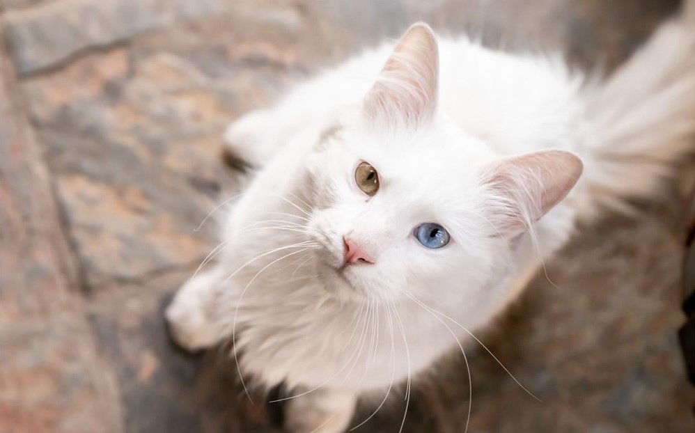 Jarrod, the heartthrob of cats with its silky white fur and heterochromia.